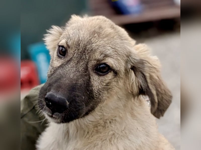 Liebes Welpenmädchen Yuba sucht ihre Menschen 