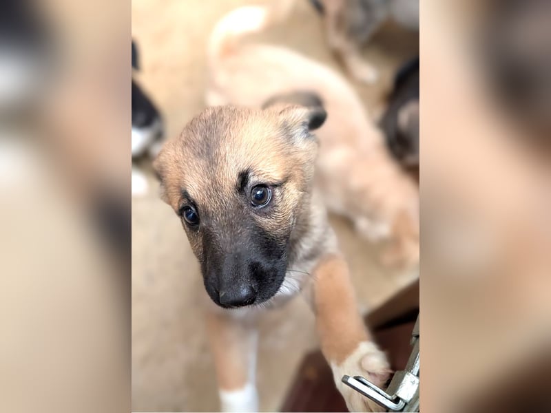 Fröhlicher Sonnenschein Lisa sucht ihre Sonne!