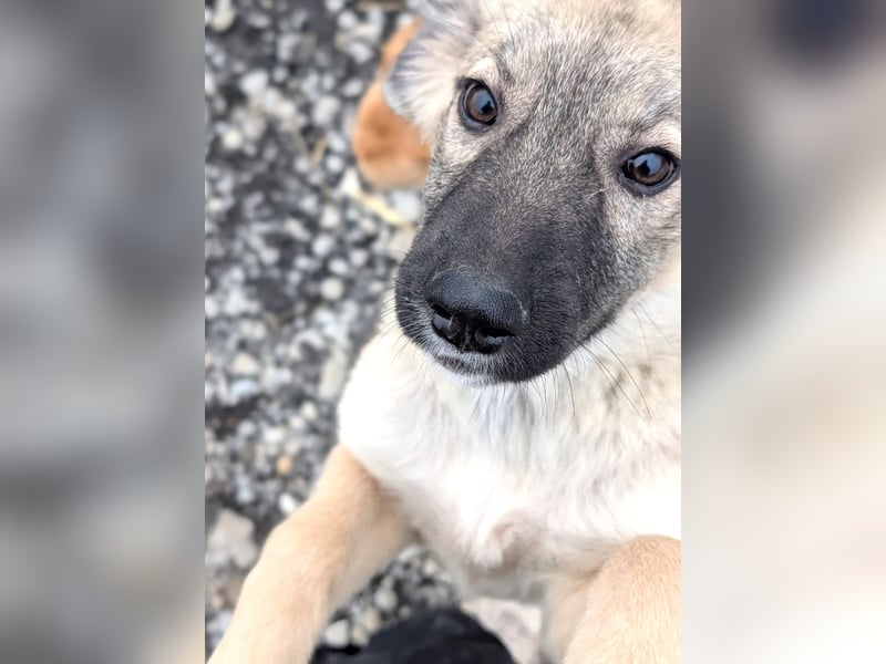 Liebes Welpenmädchen Yuba sucht ihre Menschen 