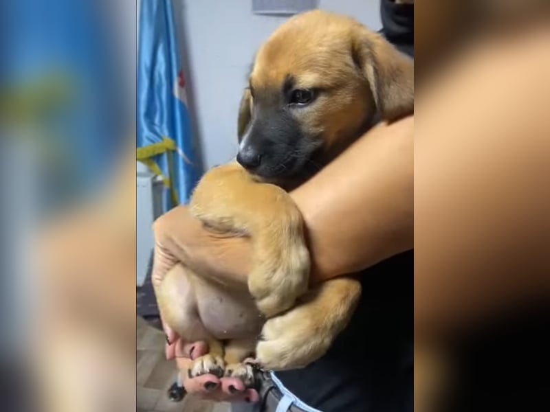 Wie wem darf Welpenmädchen Winnie ankommen?