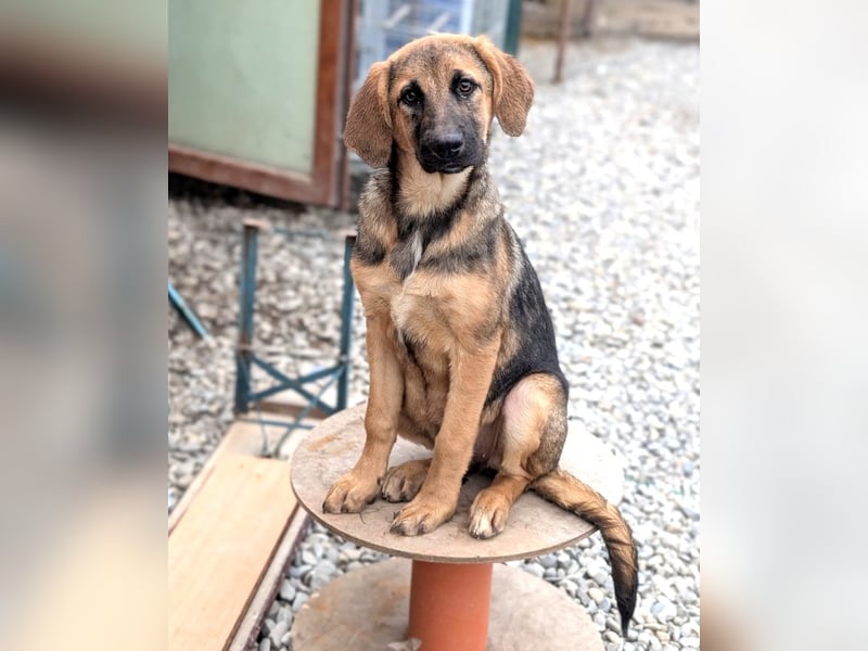 Wer hat ein Zuhause für die verschmuste Mabelle?