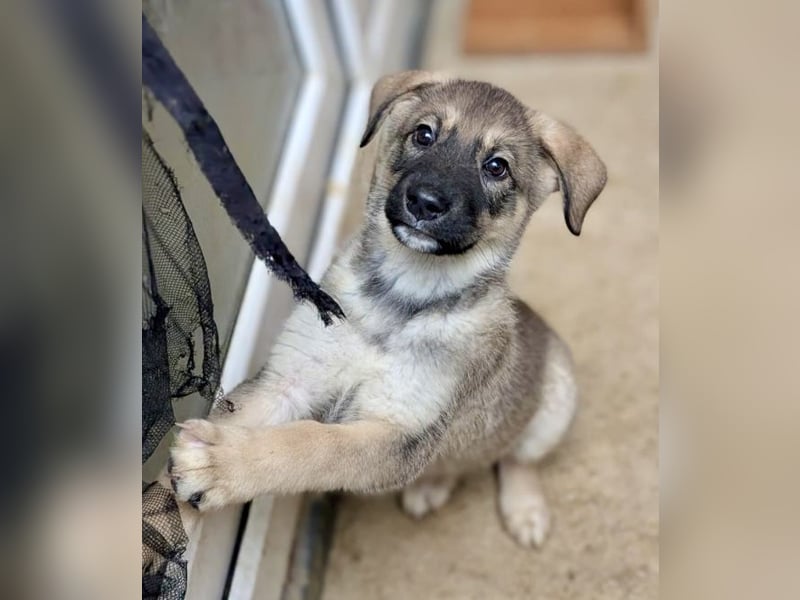 Schelmische, fröhliche Skadi sucht  ♥️