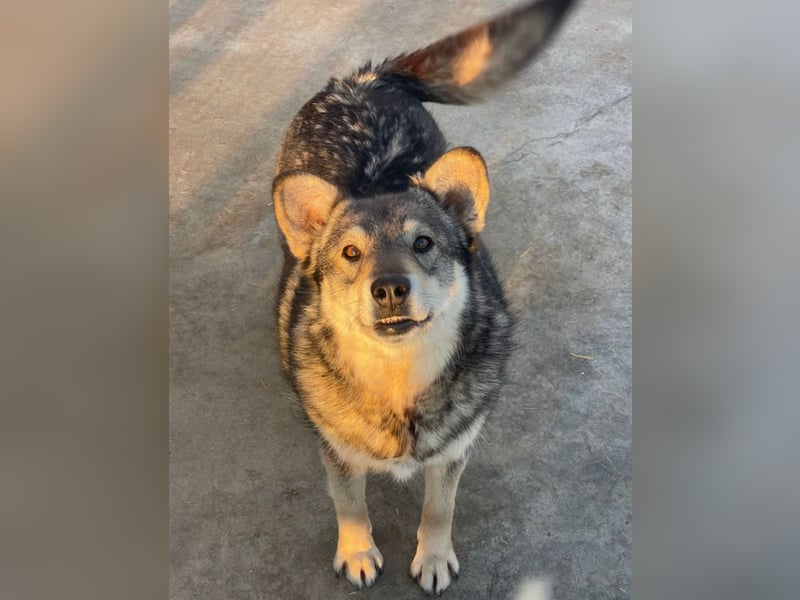 Lotti - zarte Seele sucht ihre Menschen ❤️