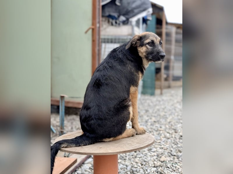 Schmusiges Welpenmädchen Alma ♥️