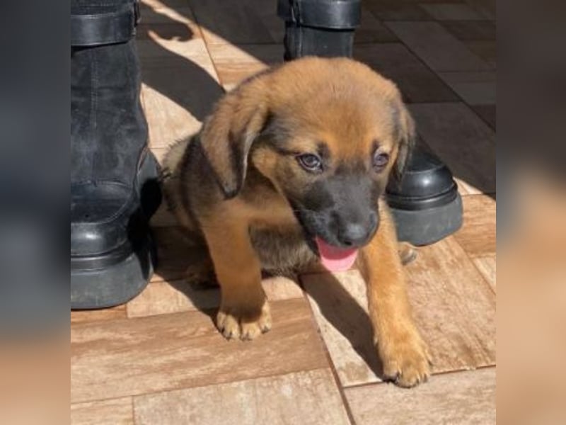 Welpenbub Carlchen liebt Menschen. Wo sind seine?