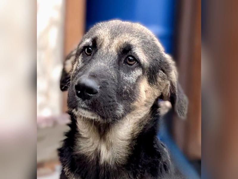 Schmusiges Welpenmädchen Alma ♥️