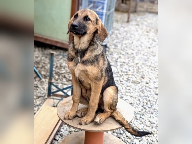 Wer hat ein Zuhause für die verschmuste Mabelle?