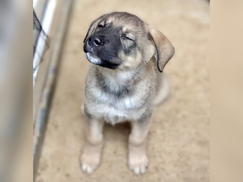 Schelmische, fröhliche Skadi sucht  ♥️