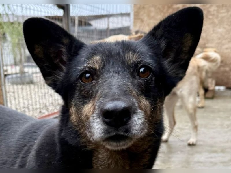 Charlie - liebevolle Mama