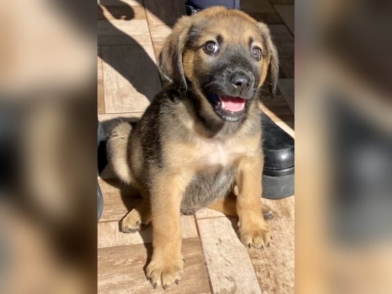 Welpenbub Carlchen liebt Menschen. Wo sind seine?