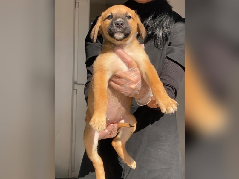 Welpenbub Mocca möchte gerne eine Familie ♥️