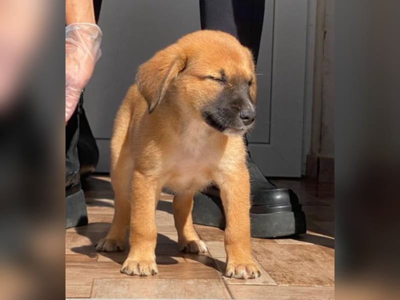 Welpenbub Mocca möchte gerne eine Familie ♥️