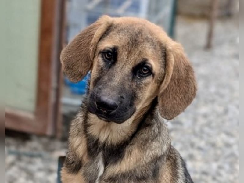 Wer hat ein Zuhause für die verschmuste Mabelle?