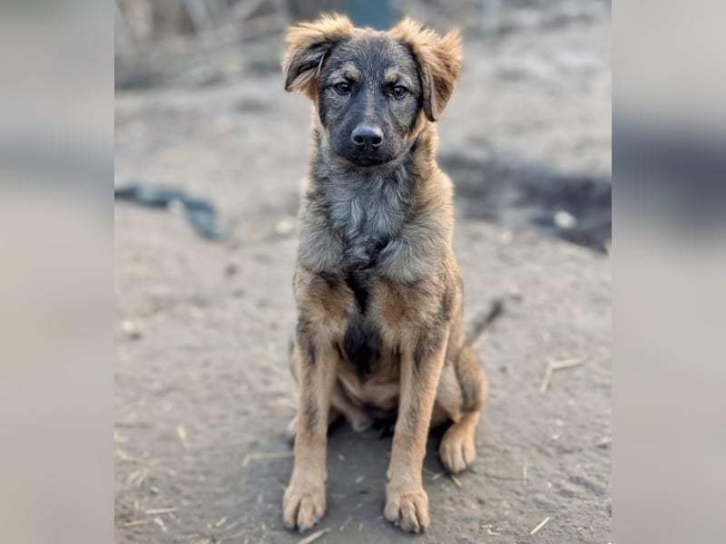 Ayla - fein und sensibel