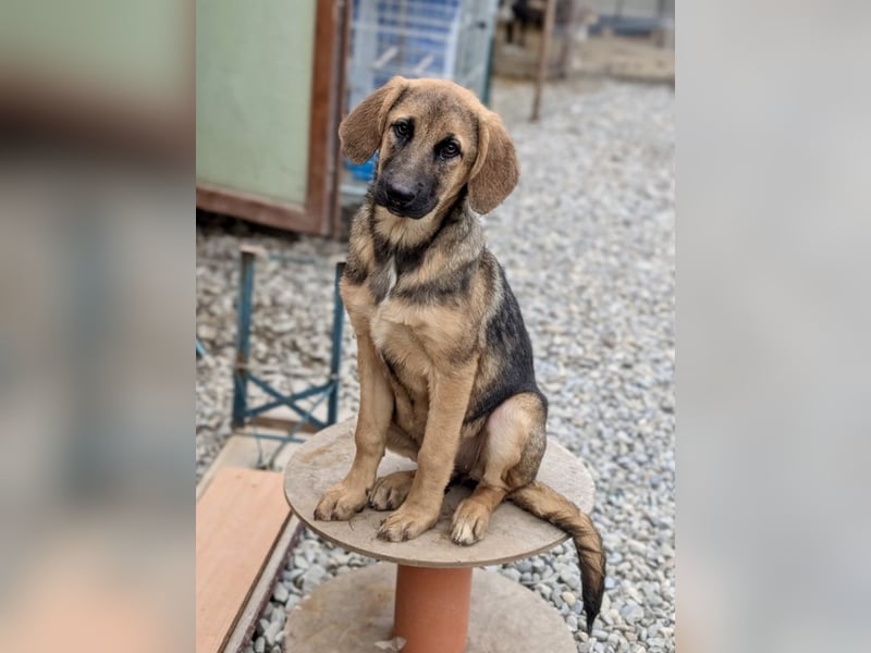 Wer hat ein Zuhause für die verschmuste Mabelle?