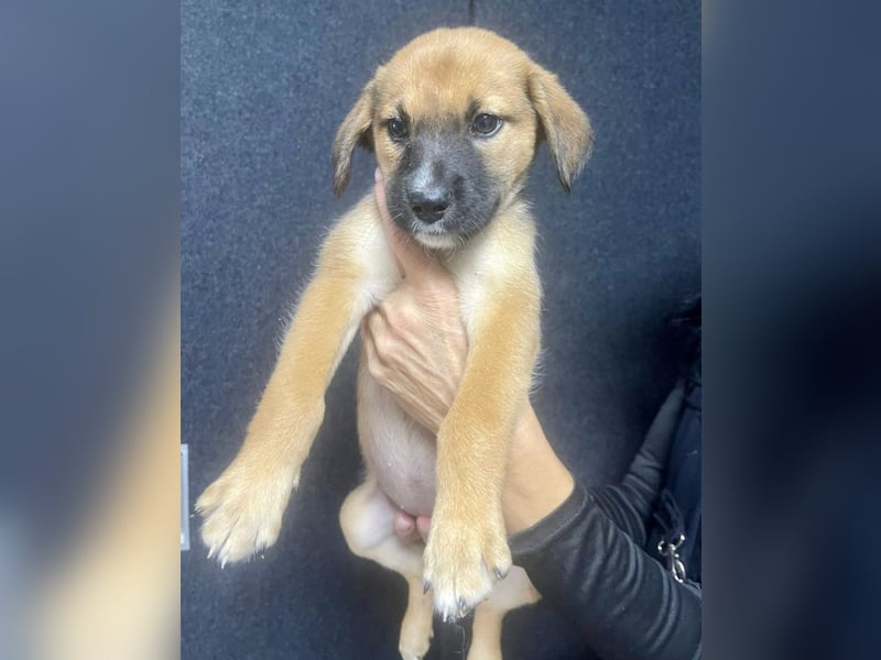 Wie wem darf Welpenmädchen Winnie ankommen?