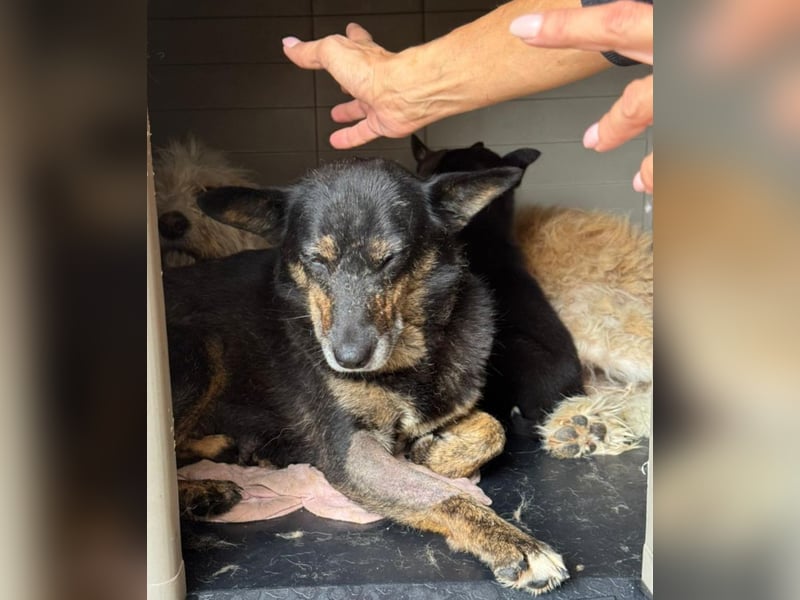 Charlie - liebevolle Mama