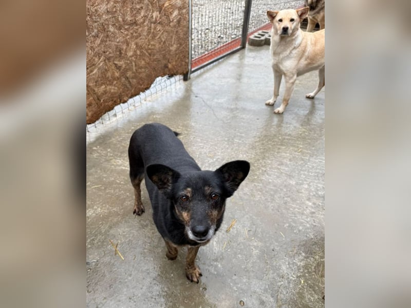 Charlie - liebevolle Mama