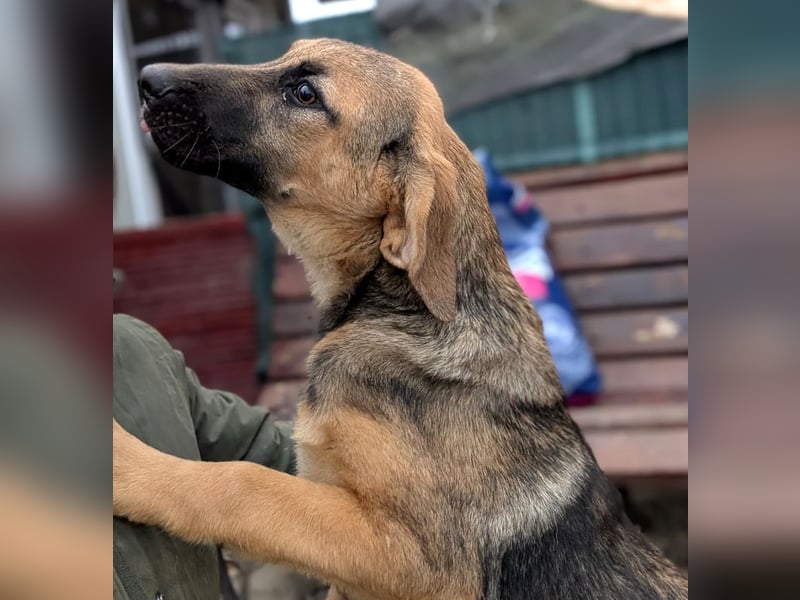 Wer hat ein Zuhause für die verschmuste Mabelle?