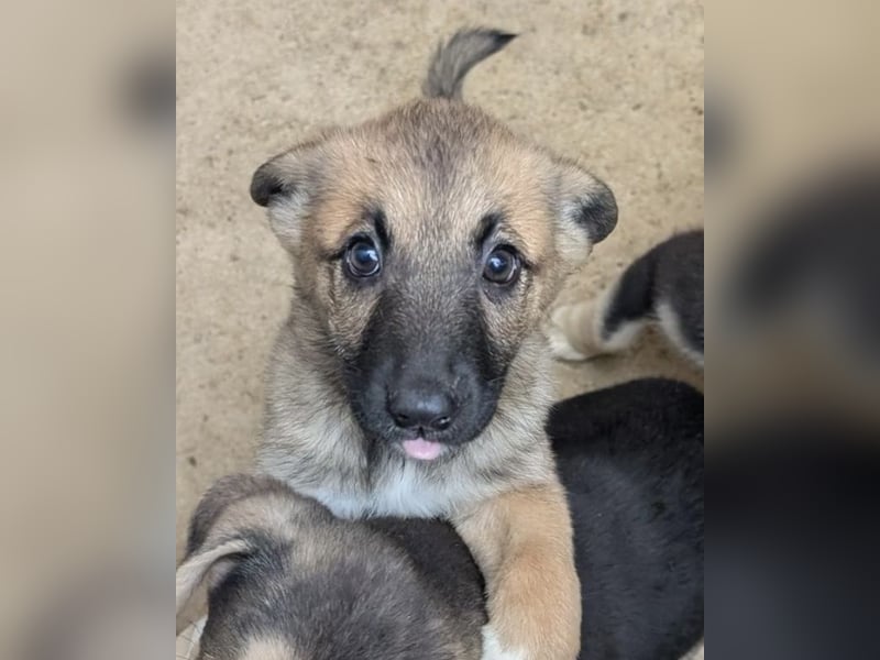 Fröhlicher Sonnenschein Lisa sucht ihre Sonne!