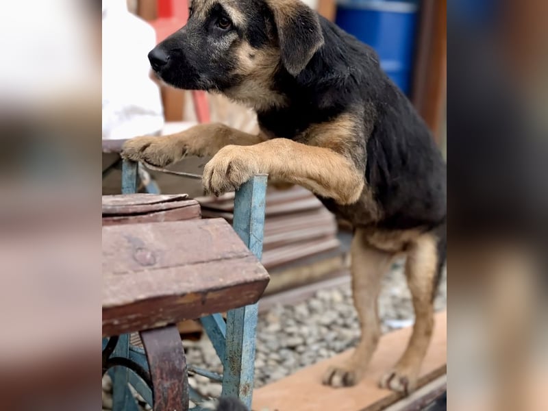 Schmusiges Welpenmädchen Alma ♥️