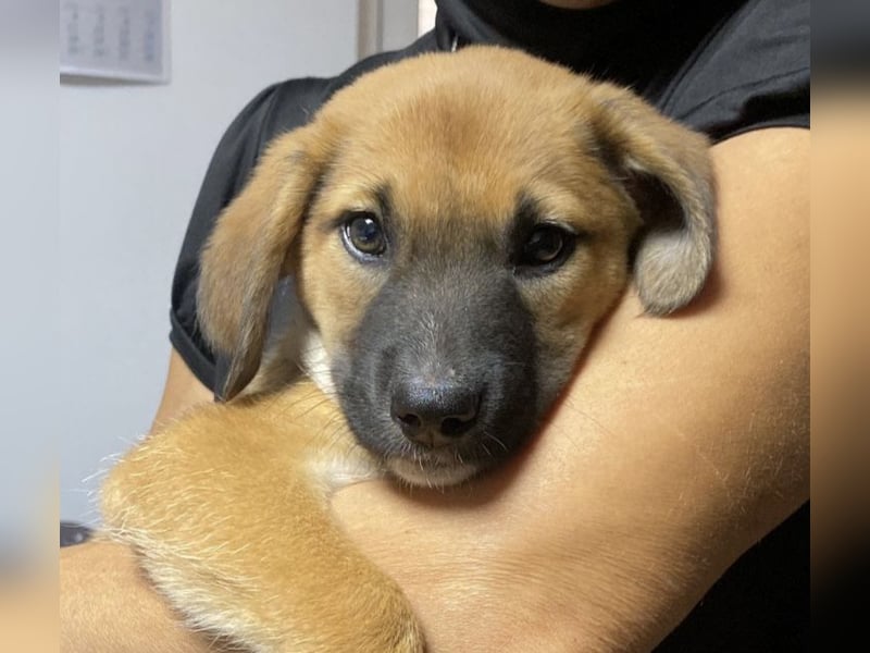 Wie wem darf Welpenmädchen Winnie ankommen?