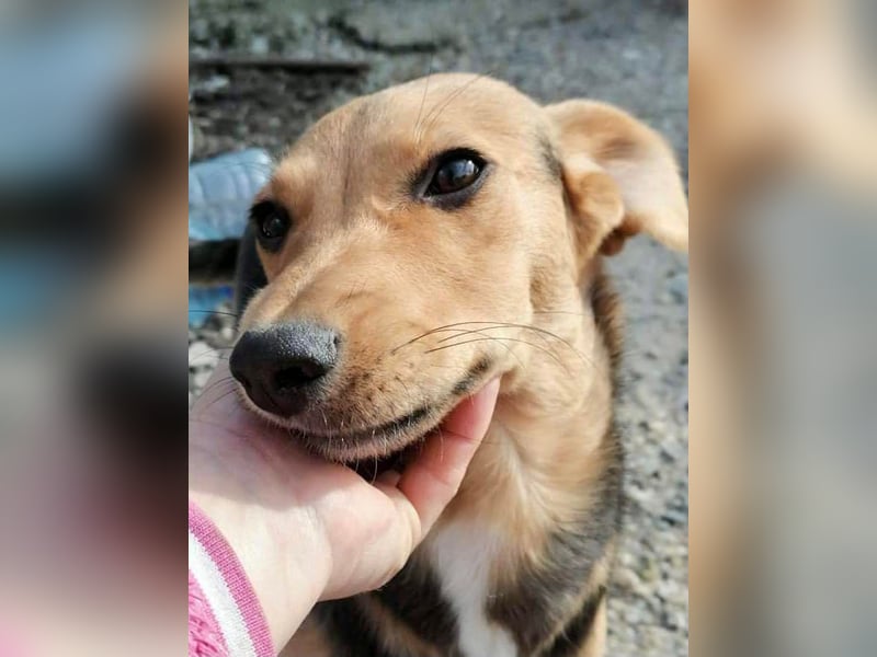 Paloma - sehr liebes Rehlein