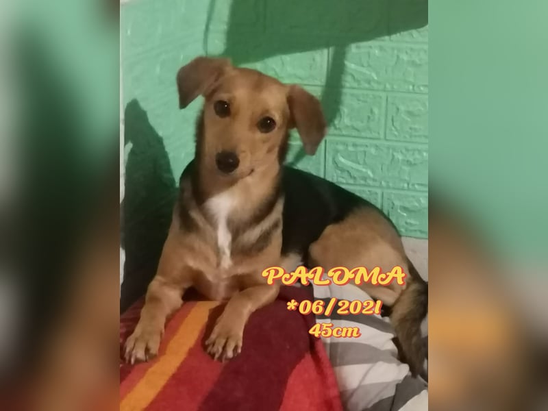 Paloma - sehr liebes Rehlein