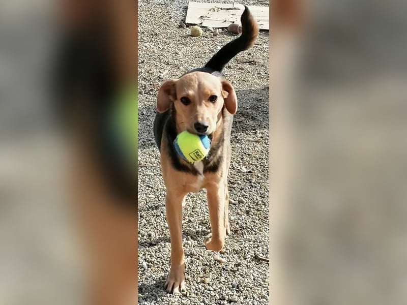 Paloma - sehr liebes Rehlein