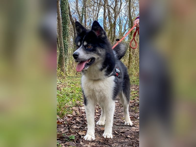 Kima - Sportliche Maus