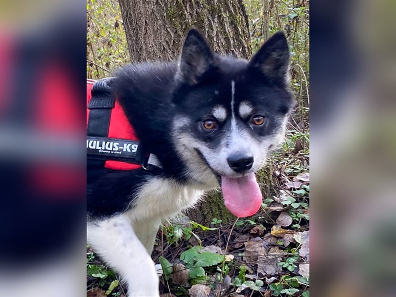 Kima - Sportliche Maus