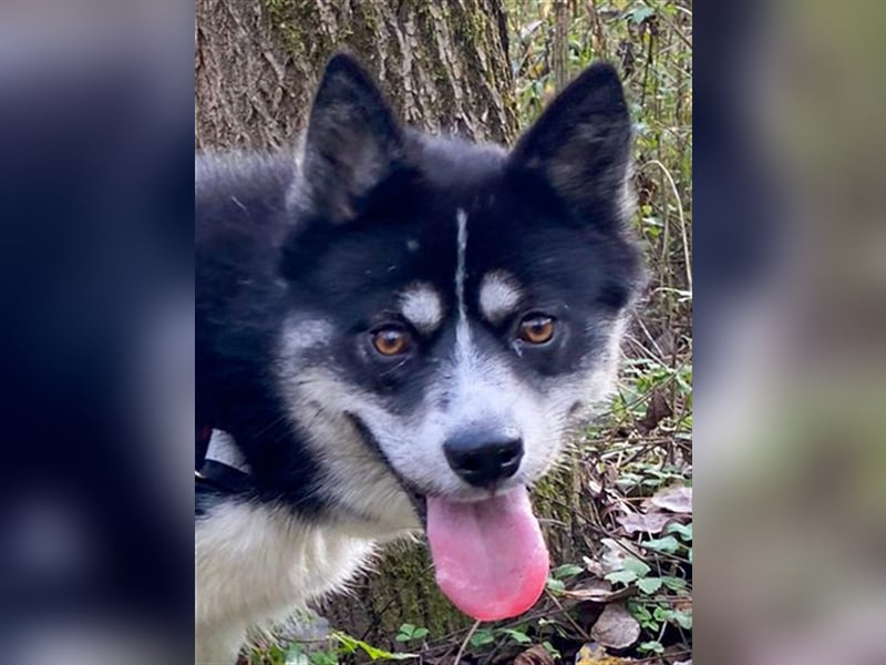 Kima - Sportliche Maus