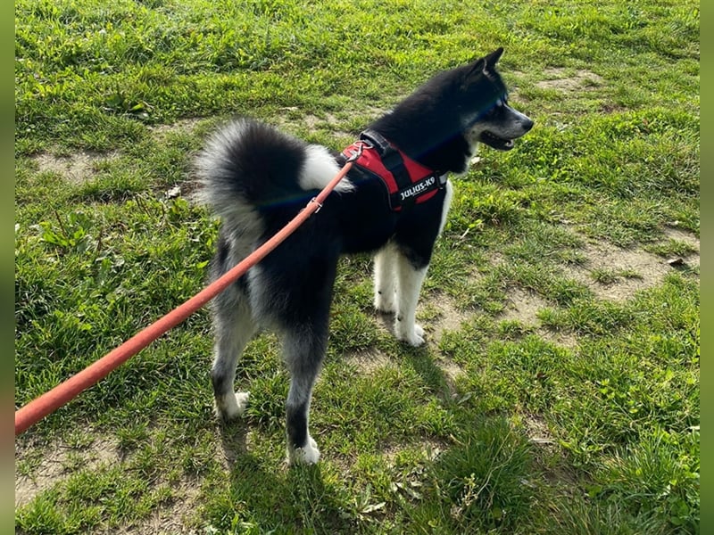 Kima - Sportliche Maus