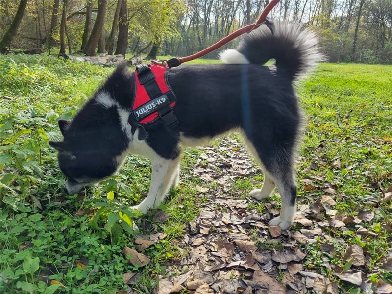 Kima - Sportliche Maus