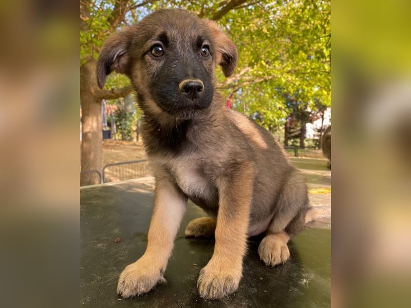 Fondue, geb. ca. 08/2025, lebt in GRIECHENLAND, auf einer privaten Pflegestelle