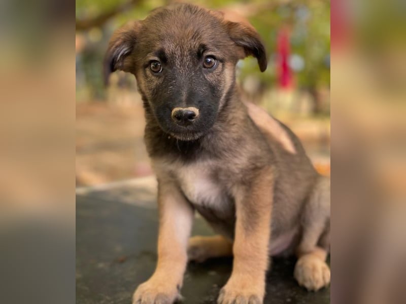 Fondue, geb. ca. 08/2025, lebt in GRIECHENLAND, auf einer privaten Pflegestelle