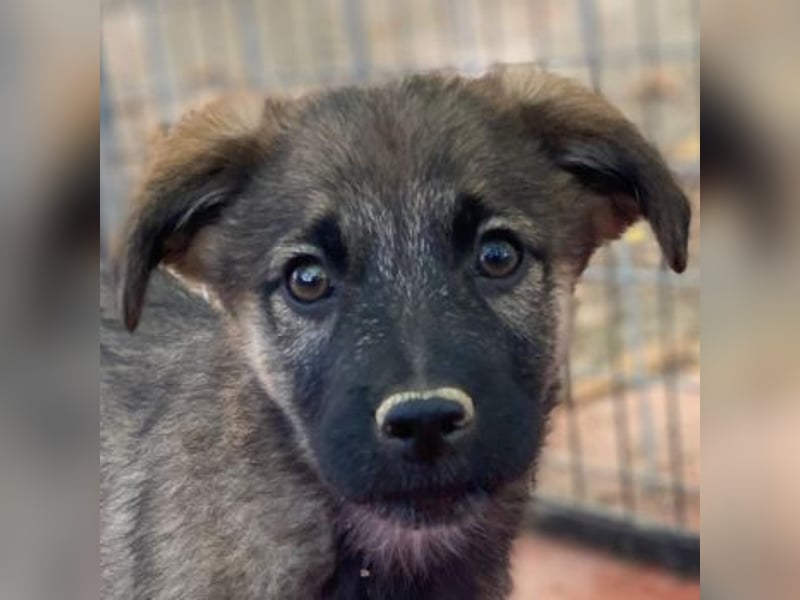 Fondue, geb. ca. 08/2025, lebt in GRIECHENLAND, auf einer privaten Pflegestelle