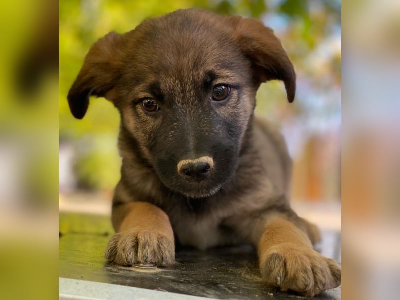 Fondue, geb. ca. 08/2025, lebt in GRIECHENLAND, auf einer privaten Pflegestelle