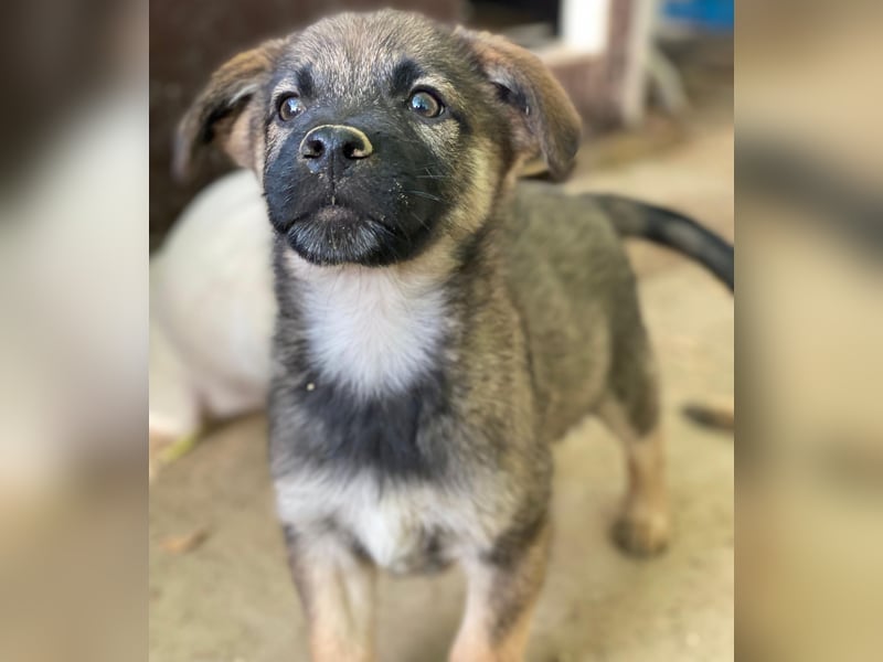 Fondue, geb. ca. 08/2025, lebt in GRIECHENLAND, auf einer privaten Pflegestelle