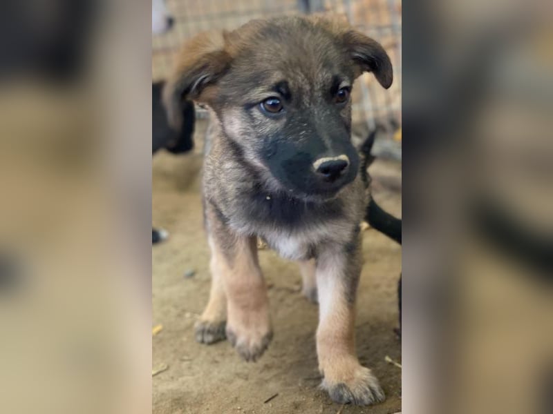 Fondue, geb. ca. 08/2025, lebt in GRIECHENLAND, auf einer privaten Pflegestelle