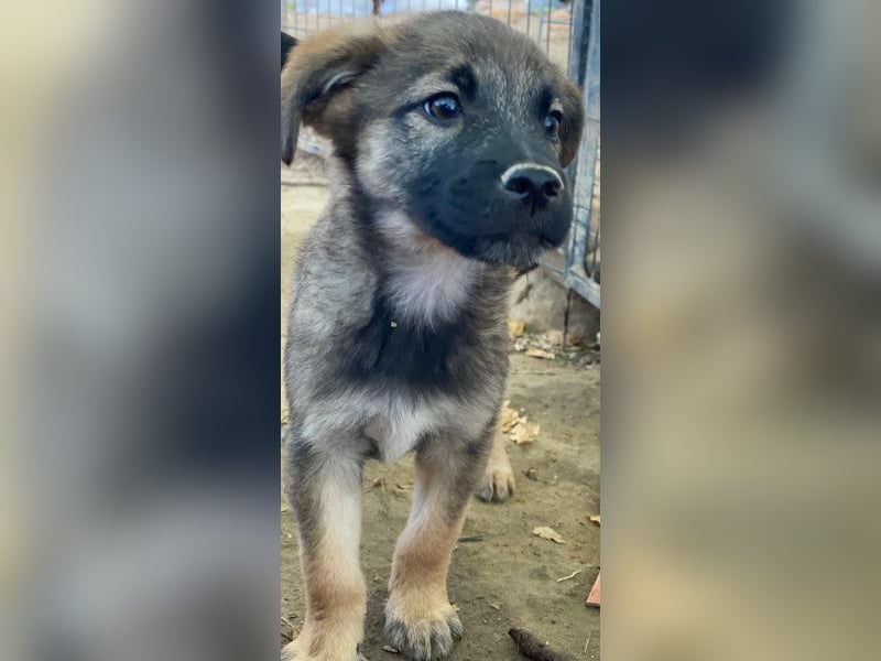 Fondue, geb. ca. 08/2025, lebt in GRIECHENLAND, auf einer privaten Pflegestelle