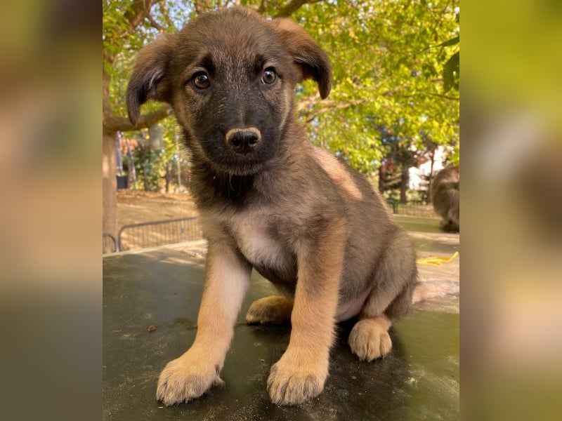 Fondue, geb. ca. 08/2025, lebt in GRIECHENLAND, auf einer privaten Pflegestelle