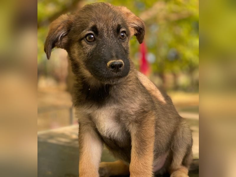 Fondue, geb. ca. 08/2025, lebt in GRIECHENLAND, auf einer privaten Pflegestelle