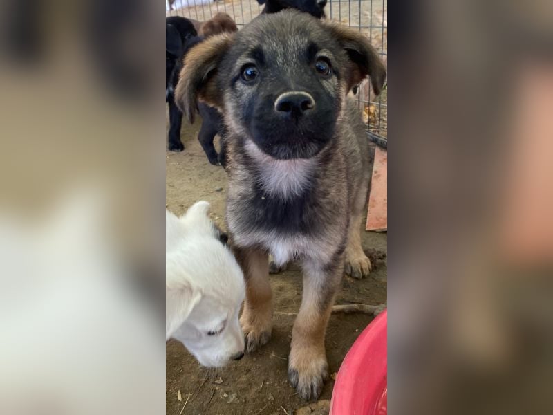 Fondue, geb. ca. 08/2025, lebt in GRIECHENLAND, auf einer privaten Pflegestelle