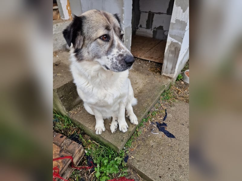 Luna, freundliches Hundefräulein auf der Suche nach dem Glück