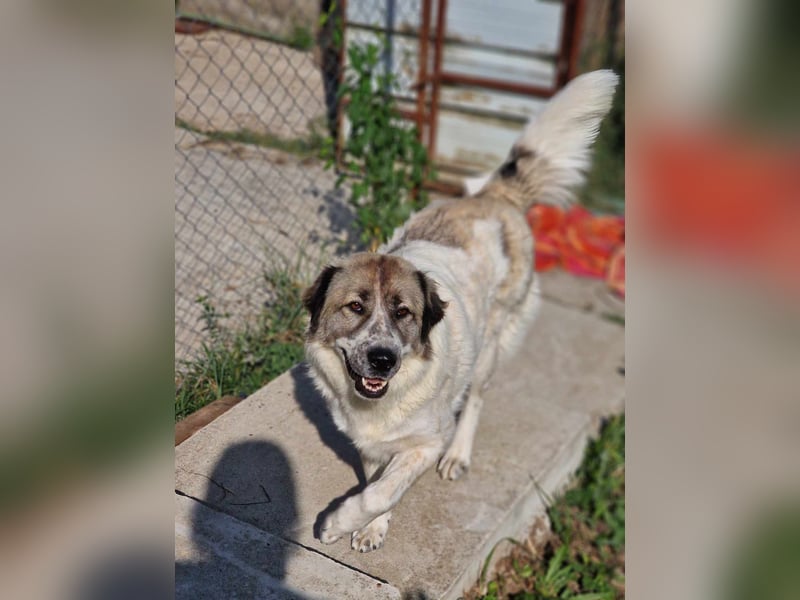 Luna, freundliches Hundefräulein auf der Suche nach dem Glück