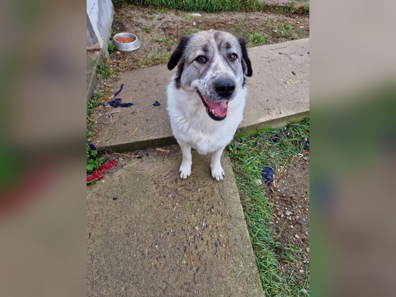 Luna, freundliches Hundefräulein auf der Suche nach dem Glück