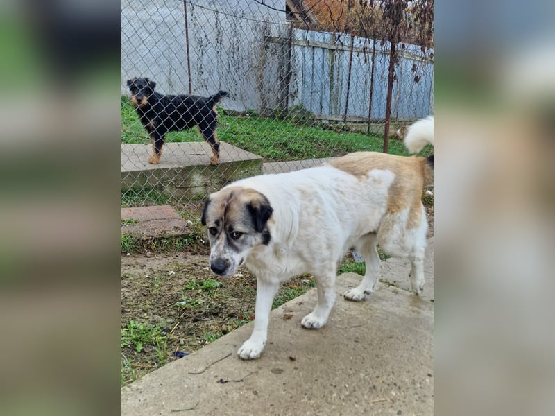 Luna, freundliches Hundefräulein auf der Suche nach dem Glück