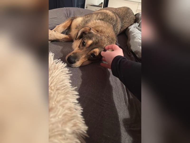 Hübscher Zhuzhik sucht seine Menschen Hübscher Zhuzhik sucht seine Menschen