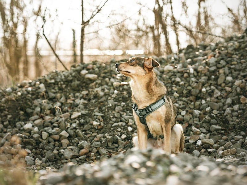 Hübscher Zhuzhik sucht seine Menschen Hübscher Zhuzhik sucht seine Menschen
